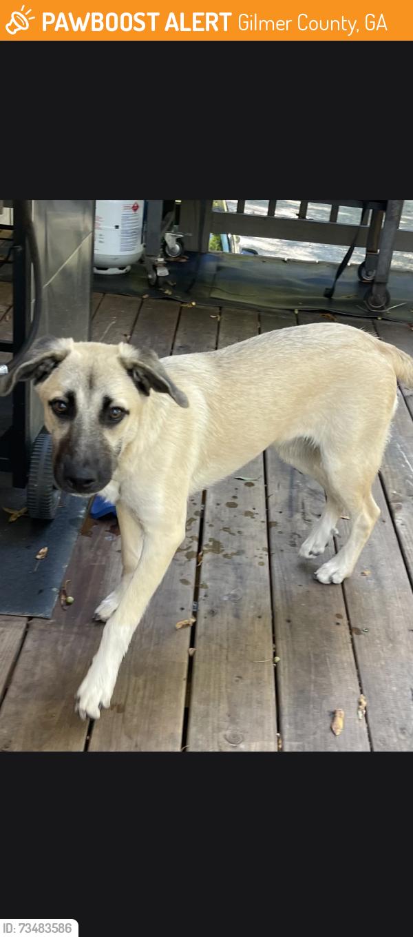 Found/Stray Male Dog last seen Roy Rd and Macedonia Rd, Gilmer County, GA 30536