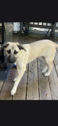 Found/Stray Male Dog last seen Roy Rd and Macedonia Rd, Gilmer County, GA 30536