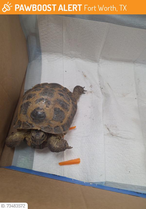 Found/Stray Unknown Reptile last seen Morphy and S. Adams St., Fort Worth, TX 76104