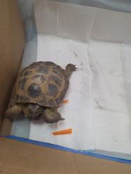 Found/Stray Unknown Reptile last seen Morphy and S. Adams St., Fort Worth, TX 76104