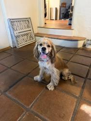 Found/Stray Male Dog last seen Cambridge and Arrow Hwy, Claremont, CA 91767
