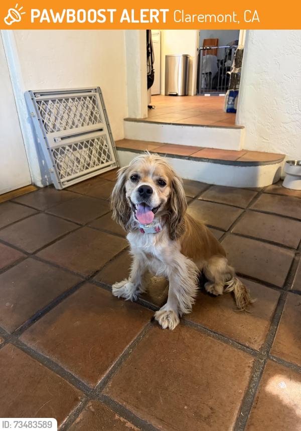 Found/Stray Male Dog last seen Cambridge and Arrow Hwy, Claremont, CA 91767