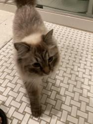 Reunited Unknown Cat last seen Exeter Rd and Belle Monde, North Hampton, NH 03862