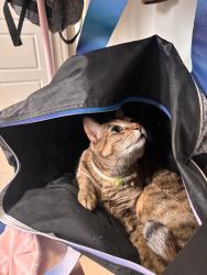 Lost Female Cat last seen By a shopping centre, Edmonton, AB T6T 0Y4