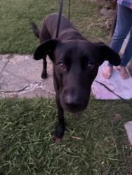 Reunited Male Dog last seen 8th avenue, Cramerton, NC 28032