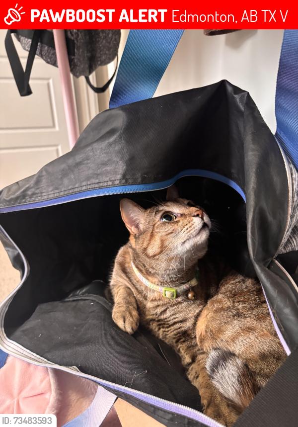 Lost Female Cat last seen By a shopping centre, Edmonton, AB T6T 0Y4