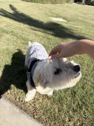 Reunited Female Dog last seen Tyler, Riverside, CA 92505