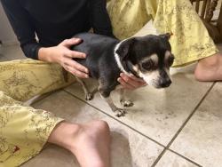 Found/Stray Female Dog last seen Moreno beach and brodiaea, Moreno Valley, CA 92553