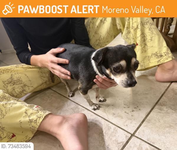 Found/Stray Female Dog last seen Moreno beach and brodiaea, Moreno Valley, CA 92553