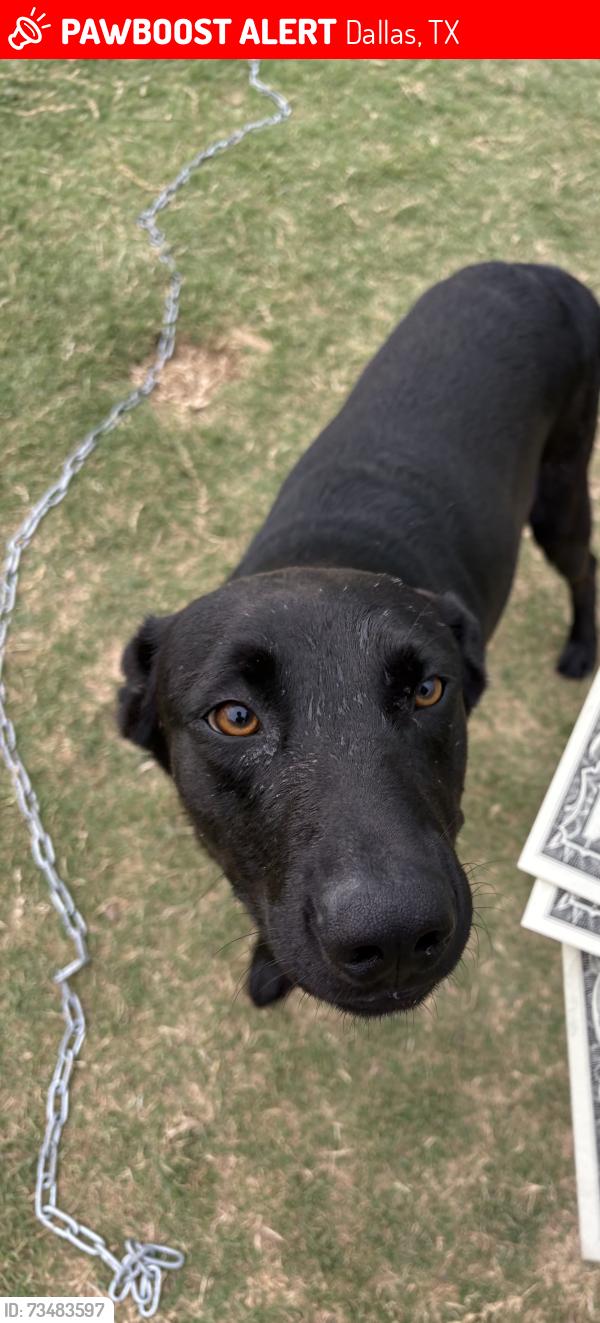 Lost Male Dog last seen young woman’s stem academy, Dallas, TX 75217