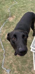 Lost Male Dog last seen young woman’s stem academy, Dallas, TX 75217