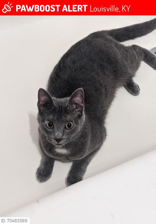 Lost Female Cat last seen Near upper hunters trace, Louisville, KY 40216