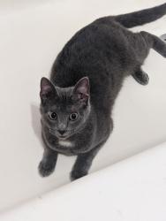 Lost Female Cat last seen Near upper hunters trace, Louisville, KY 40216
