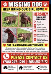 Reunited Female Dog last seen FL-997, hmstd, FL, USA, Homestead, FL 33030