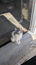 Lost Female Cat last seen Main St and stansell dr, Riverside, CA 92501