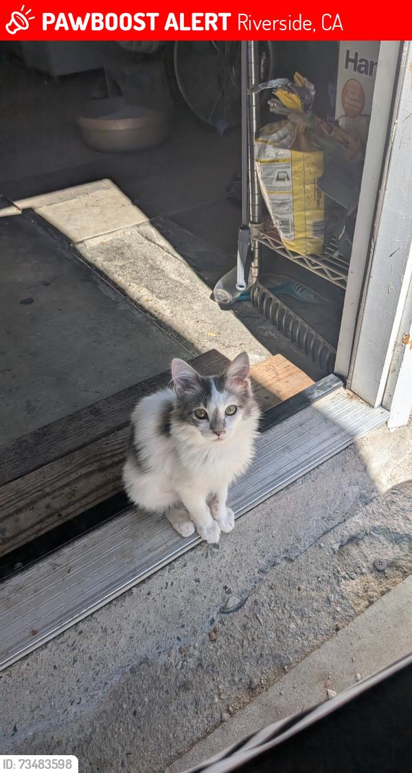 Lost Female Cat last seen Main St and stansell dr, Riverside, CA 92501