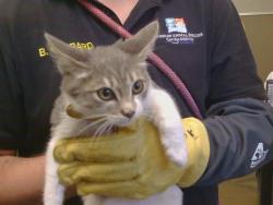 Shelter Stray Male Cat last seen MANMAR WAY/48TH AVE, 95823, 3839 Bradshaw Rd, Sacramento, CA 95827, USA