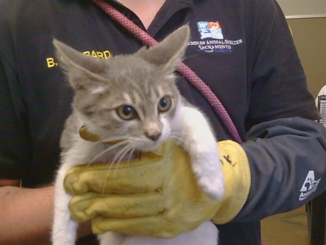 Shelter Stray Male Cat last seen MANMAR WAY/48TH AVE, 95823, 3839 Bradshaw Rd, Sacramento, CA 95827, USA