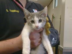 Shelter Stray Female Cat last seen MANMAR WAY/48TH AVE, 95823, 3839 Bradshaw Rd, Sacramento, CA 95827, USA