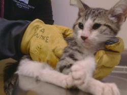 Shelter Stray Male Cat last seen MANMAR WAY/48TH AVE, 95823, 3839 Bradshaw Rd, Sacramento, CA 95827, USA