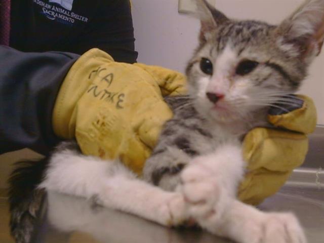 Shelter Stray Male Cat last seen MANMAR WAY/48TH AVE, 95823, 3839 Bradshaw Rd, Sacramento, CA 95827, USA