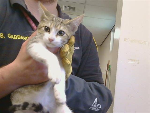 Shelter Stray Female Cat last seen MANMAR WAY/48TH AVE, 95823, 3839 Bradshaw Rd, Sacramento, CA 95827, USA