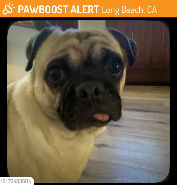 Found/Stray Male Dog last seen Long Beach Memorial Care hosp, Long Beach, CA 90806