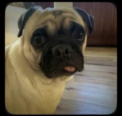 Found/Stray Male Dog last seen Long Beach Memorial Care hosp, Long Beach, CA 90806