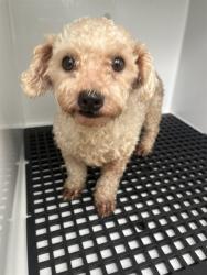 Shelter Stray Female Dog last seen VIKING DR & HOLIDAY LAKE DR, 19640 Dogpatch Ln, Land O' Lakes, FL 34638, USA