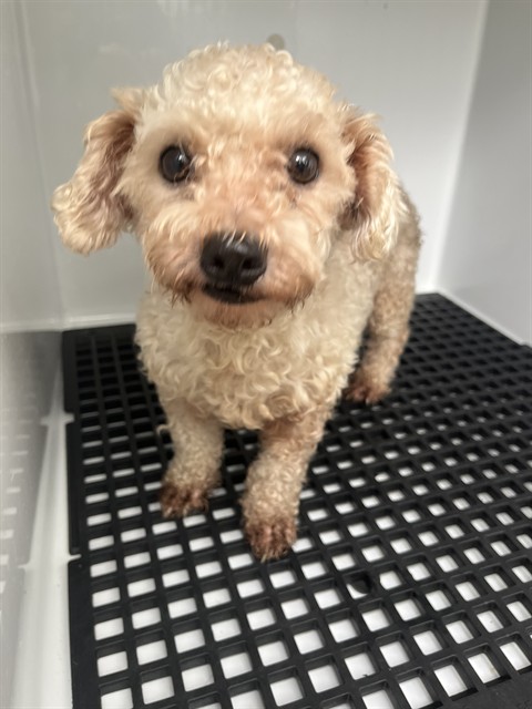 Shelter Stray Female Dog last seen VIKING DR & HOLIDAY LAKE DR, 19640 Dogpatch Ln, Land O' Lakes, FL 34638, USA
