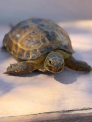 Shelter Stray Female Other last seen , 29525 Agoura Rd, Agoura Hills, CA 91301, USA