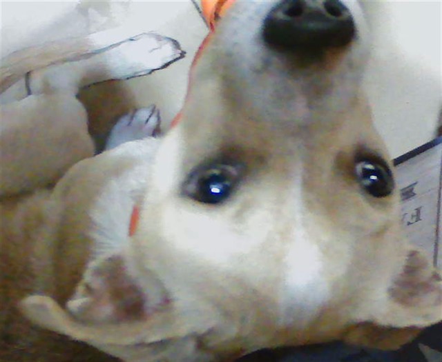 Shelter Stray Male Dog last seen LEXINGTON OAKS, 19640 Dogpatch Ln, Land O' Lakes, FL 34638, USA