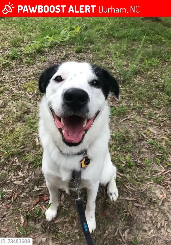 Lost Male Dog last seen Hwy 55, Durham, NC 27713