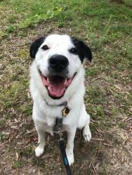 Lost Male Dog last seen Hwy 55, Durham, NC 27713