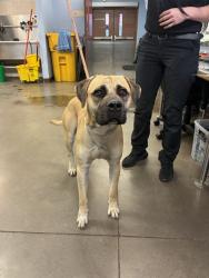 Shelter Stray Male Dog last seen BETHANY HOME RD AND 43RD AVE, 2500 S 27th Ave, Phoenix, AZ 85009, USA