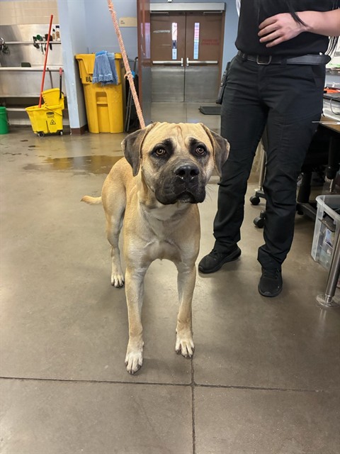 Shelter Stray Male Dog last seen BETHANY HOME RD AND 43RD AVE, 2500 S 27th Ave, Phoenix, AZ 85009, USA