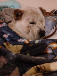 Lost Female Dog last seen Dollar General, Columbus, OH 43229