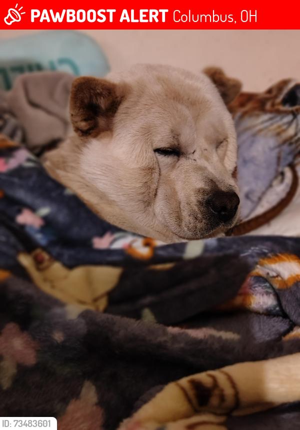 Lost Female Dog last seen Dollar General, Columbus, OH 43229