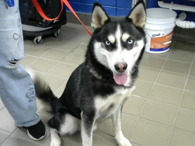 Shelter Stray Male Dog last seen WYOMING, 8920 Lomas Blvd NE, Albuquerque, NM 87112, USA