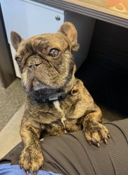 Lost Male Dog last seen 6th street, Norco, CA 92860
