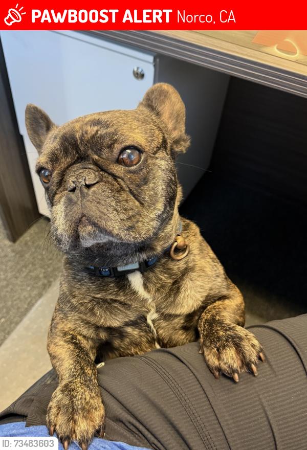 Lost Male Dog last seen 6th street, Norco, CA 92860