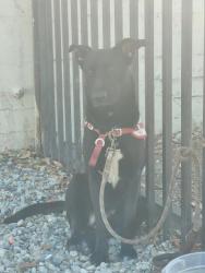 Shelter Stray Female Dog last seen , 3201 Lacy St, Los Angeles, CA 90031, USA