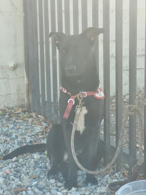 Shelter Stray Female Dog last seen , 3201 Lacy St, Los Angeles, CA 90031, USA