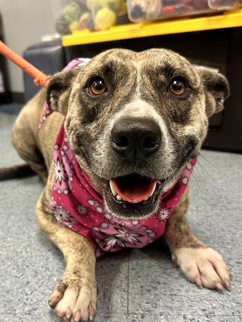 Shelter Stray Female Dog last seen Near BLOCK NW SOUTH RIVER DR, 3599 NW 79th Ave, Doral, FL 33122, USA