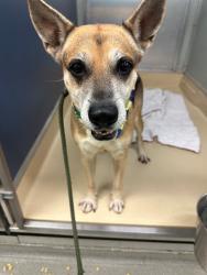 Shelter Stray Male Dog last seen NW 156 ST & NW 44 CT, 3599 NW 79th Ave, Doral, FL 33122, USA