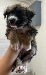 Shelter Stray Female Dog last seen FOUND AT SHELTER FRONT GATE, 333 Chandler Pl, San Bernardino, CA 92408, USA
