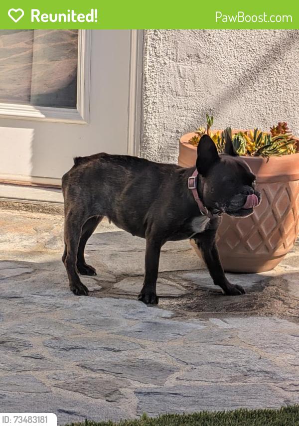 Reunited Female Dog last seen S Wooster St, Los Angeles, CA 90035