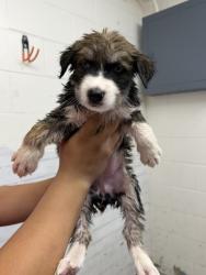 Shelter Stray Female Dog last seen FOUND AT SHELTER FRONT GATE, 333 Chandler Pl, San Bernardino, CA 92408, USA