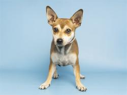 Shelter Stray Male Dog last seen A26-106826, 5501 E Van Buren St, Phoenix, AZ 85008, USA