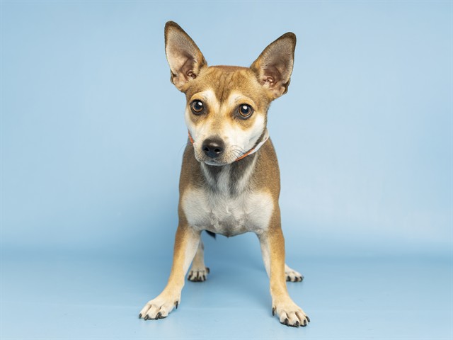 Shelter Stray Male Dog last seen A26-106826, 5501 E Van Buren St, Phoenix, AZ 85008, USA
